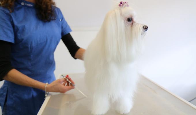 Dog Grooming Fees