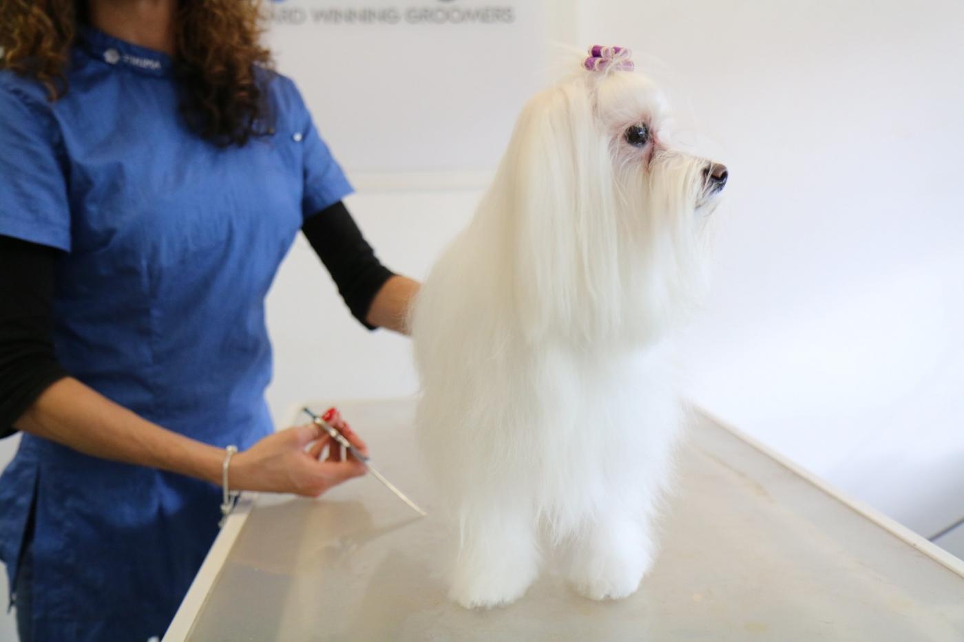 Dog Grooming Fees